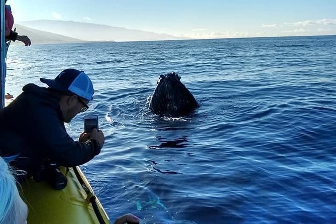 Ultimate 2 Hour Exclusive VIP Whale Watch Tour - Weather and Cancellation Policies for Peace of Mind