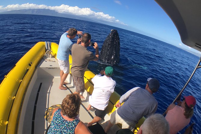 Ultimate 2 Hour Exclusive VIP Whale Watch Tour - Why the Small-Group Approach Wins