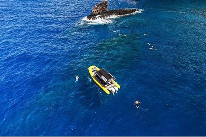Ultimate 4 Hour Lanai Snorkel and Dolphin Encounter - Dolphin and Marine Life Encounters
