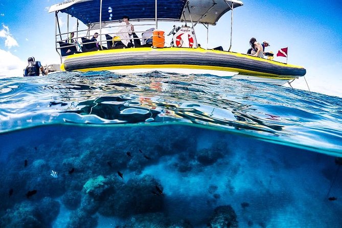 Ultimate 4 Hour Lanai Snorkel and Dolphin Encounter - Support for Marine Conservation and Research