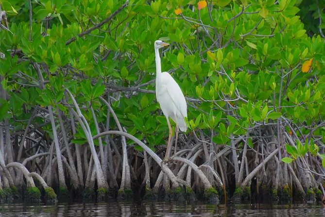 Ultimate Cancun Adventure: Speedboat & Snorkeling Tour! - Considerations and Potential Drawbacks