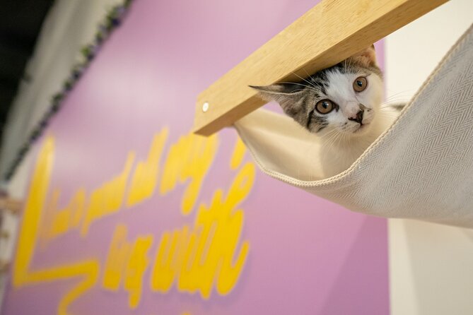 Ultimate cat experience at Austin's only cat cafe - What to Expect at Purrfecto Cat Lounge