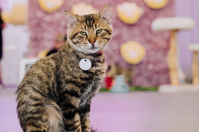 Ultimate cat experience at Austin's only cat cafe - The Play and Cuddle Experience