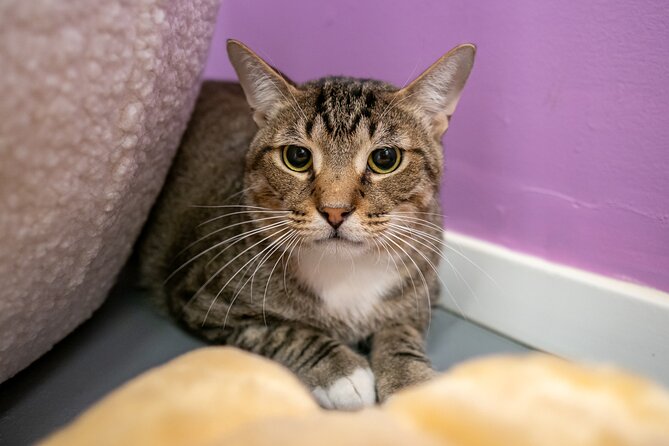 Ultimate cat experience at Austin's only cat cafe - Food and Beverage Options During Your Visit