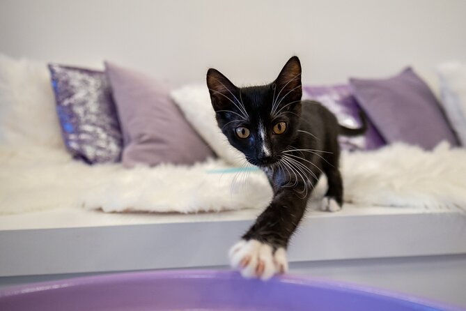 Ultimate cat experience at Austin's only cat cafe - The Unique Charm of Austin’s Only Cat Cafe