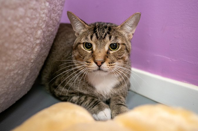 Ultimate cat experience at Austin's only cat cafe - Limitations and Considerations