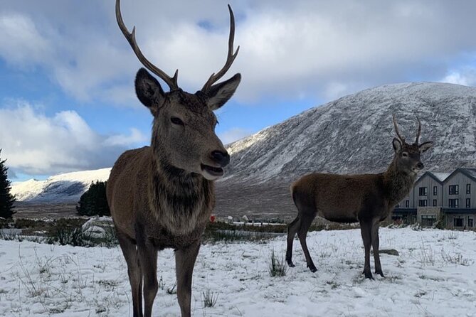 Ultimate Day tour Edinburgh: Glencoe, Highland Cows, Loch Lomond - Starting Out: Private Collection Outside Edinburgh