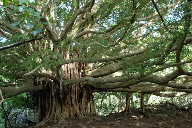 Ultimate Hana Full-Day Adventure Tour - Key Points