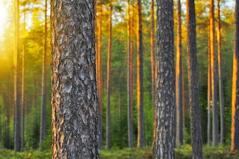 Ultimate Helsinki & Porvoo Tour Private Car & Local Stories - The Guide’s Storytelling and Local Insights