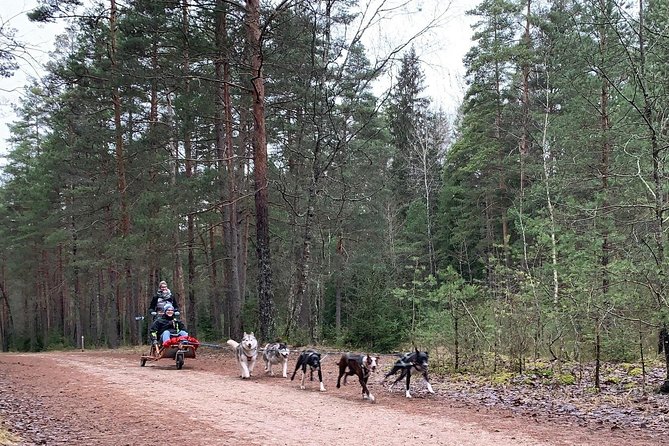 Ultimate Husky dog sledding experience in Latvia - Private tour from Riga - Experience the Ultimate Husky Dog Sledding Adventure in Latvia for $165.89