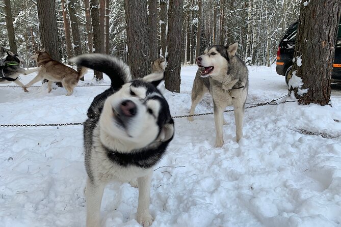 Ultimate Husky dog sledding experience in Latvia - Private tour from Riga - Key Points