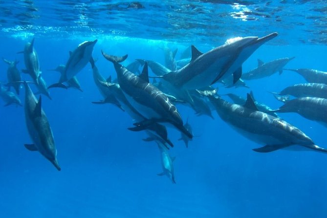 Ultimate Ocean Encounters Midday Snorkel - Starting Point at Bite Me Sportfishing