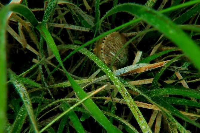 Ultimate Private Scalloping Adventure in Crystal River - Key Points