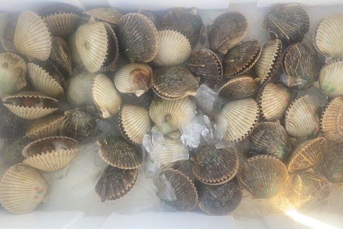 Ultimate Private Scalloping Adventure in Crystal River - Seasonal Schedules and Booking Tips
