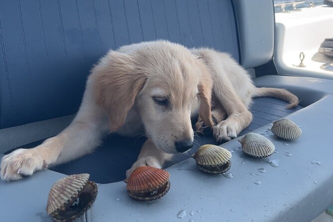 Ultimate Private Scalloping Adventure in Crystal River - The Expert Guides and Their Role