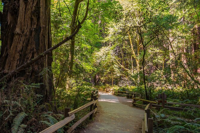 Ultimate San Francisco Tour: Alcatraz, Muir Woods and Sausalito - Walking among Giants at Muir Woods