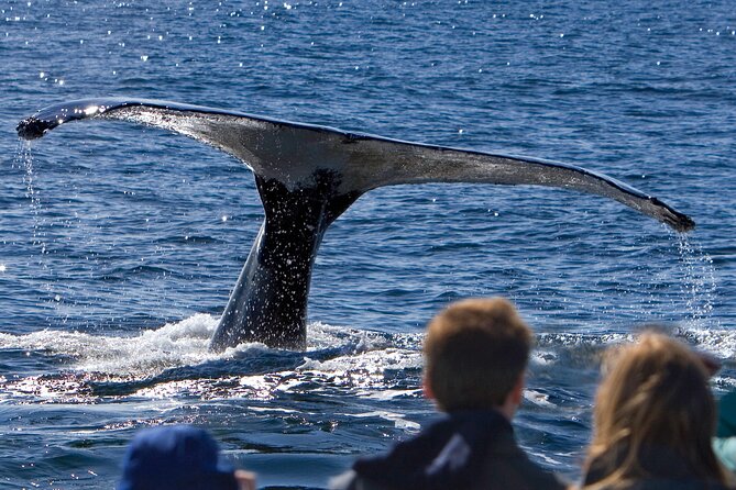 Ultimate Whale Watch and Tracy's Crab Shack Combo - Discover the Ultimate Juneau Combo: Whale Watching and Tracy’s Crab Shack