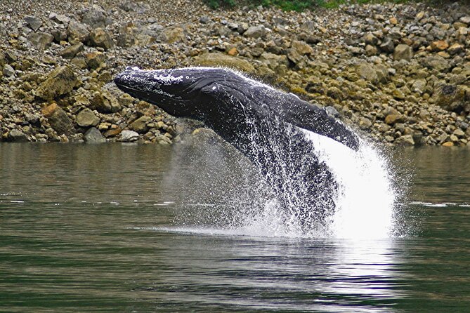 Ultimate Whale Watch and Tracy's Crab Shack Combo - Who Will Love This Tour?