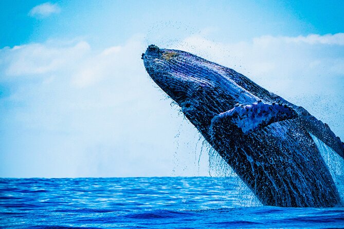 Ultimate Whale Watching Experience All-Inclusive - Delicious Food and Open Bar Included