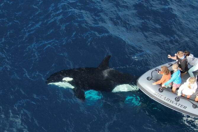 Ultimate Whale Watching Tour aboard the SuperRib: 24 People Max - Small-Group Experience and Friendly Guides