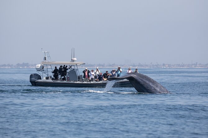 Ultimate Whale Watching Tour aboard the SuperRib: 24 People Max - Practical Details: Meeting Point and Booking Flexibility