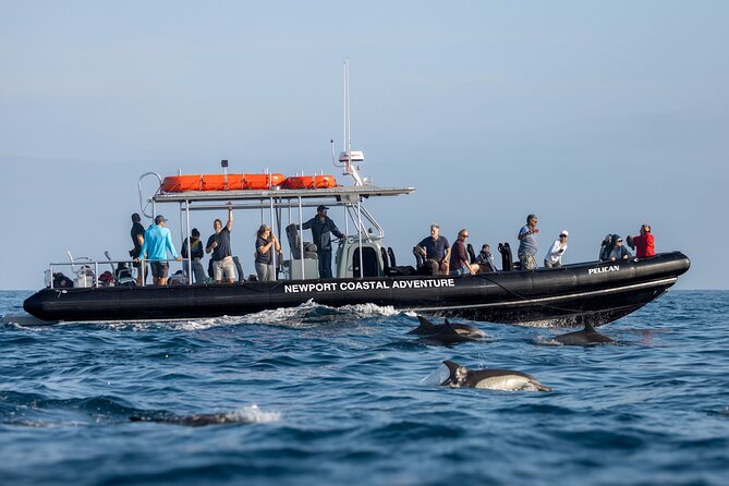 Ultimate Whale Watching Tour aboard the SuperRib: 24 People Max - The Experience on the Water: Speed, Views, and Wildlife