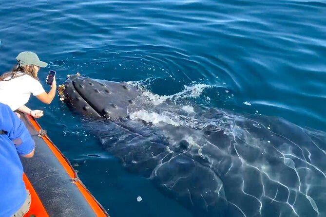 Ultimate Whale Watching Tour aboard the SuperRib: 24 People Max - Weather Considerations and What to Wear