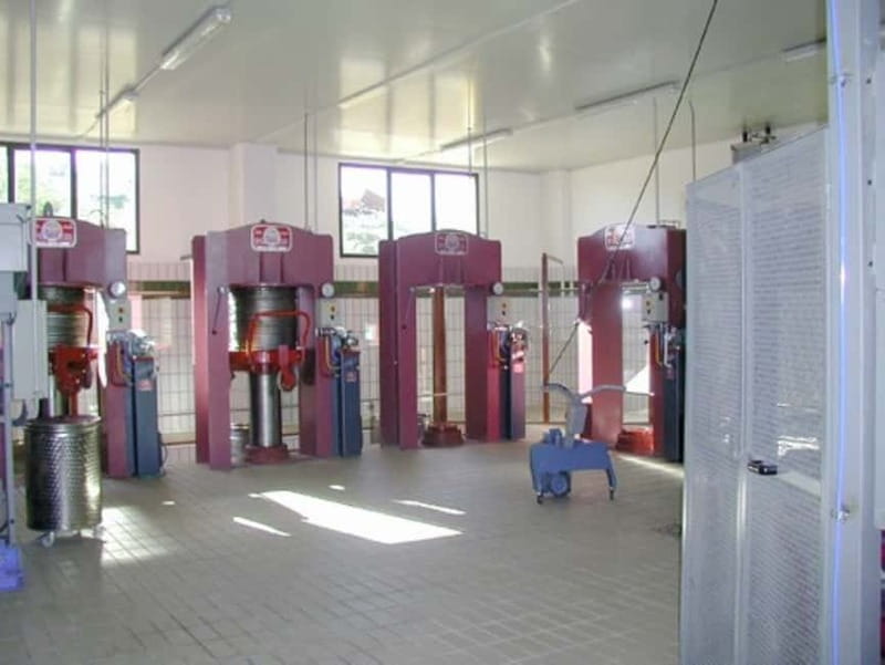 Umbria: guided tour to traditional oil mill + tasting - Participating in the Olive Harvest During Peak Season