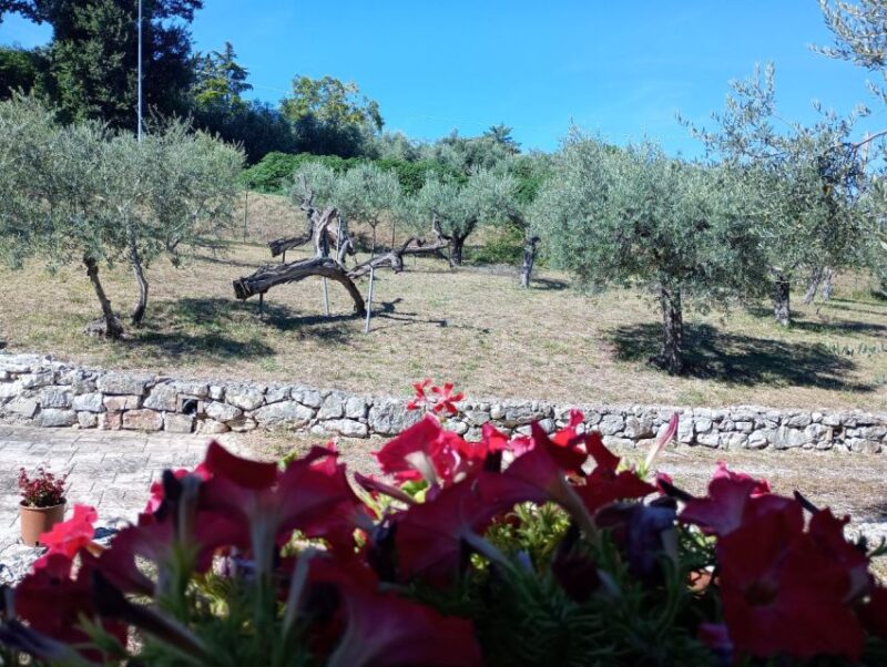 Umbria: guided tour to traditional oil mill + tasting - Tasting Olive Oil and Local Products