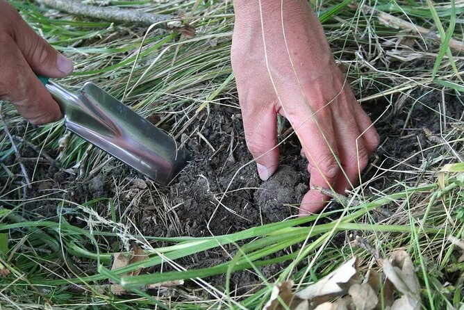 Umbria Truffle Hunting Experience with Brunch - The Expertise of Bruno the Truffle Hunter