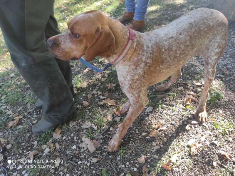 Umbria: Truffle hunting in the woods with lunch - A Lunch of Umbrian Delights in the Woods