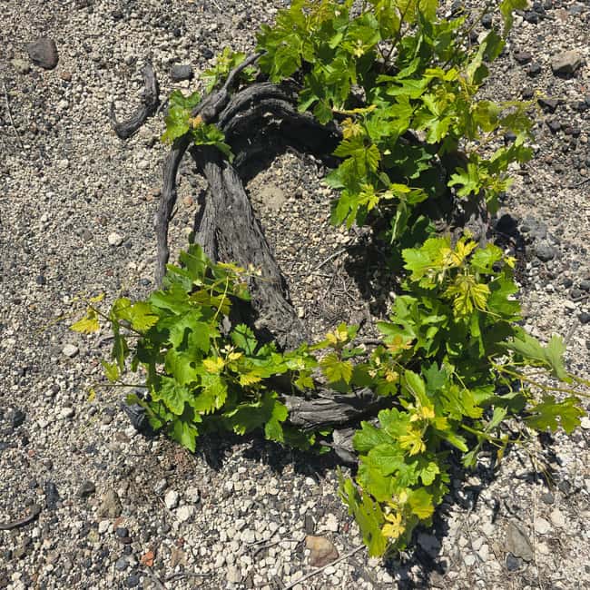 Uncork Santorini- A Premium Wine Tasting Experiece - Price, Cancellation, and Booking Flexibility