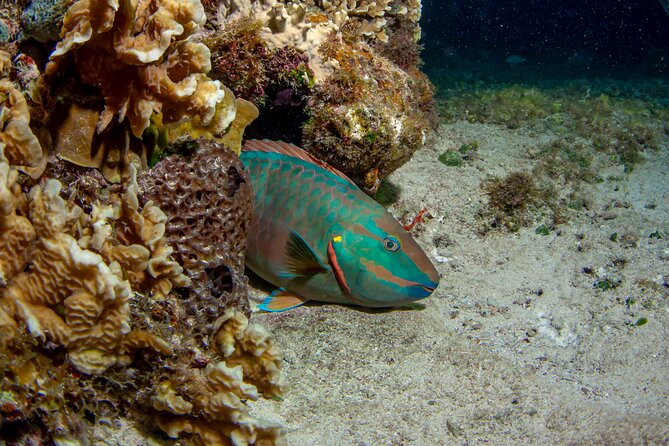 Under the Stars Twilight Snorkel and Seaside Dinner at Money Bar - The Experience at The Money Bar: Sunset to Night Transition