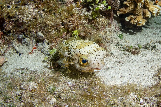 Under the Stars Twilight Snorkel and Seaside Dinner at Money Bar - Physical Requirements and Accessibility Considerations