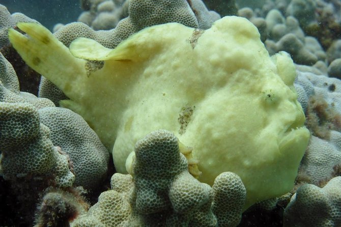 Underwater Scooter Dive (Certified Divers Only) Makena Wailea - Flexibility and Booking Details for the Maui Underwater Scooter Dive