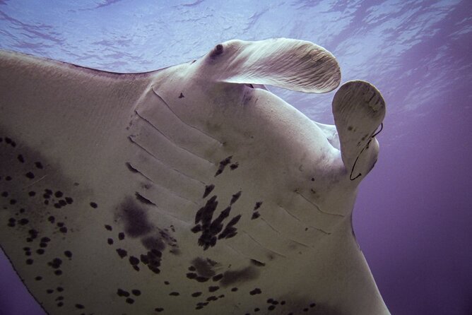 Underwater Scooter Dive (Certified Divers Only) Makena Wailea - Why This Tour Is a Top Choice for Certified Divers in Maui