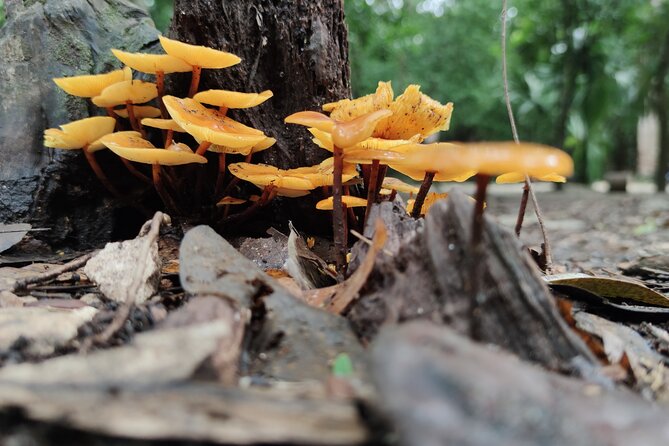 Unforgettable Journey: Coba, Monkey Reserve, and Mayan Cenote - What Sets This Tour Apart from Others