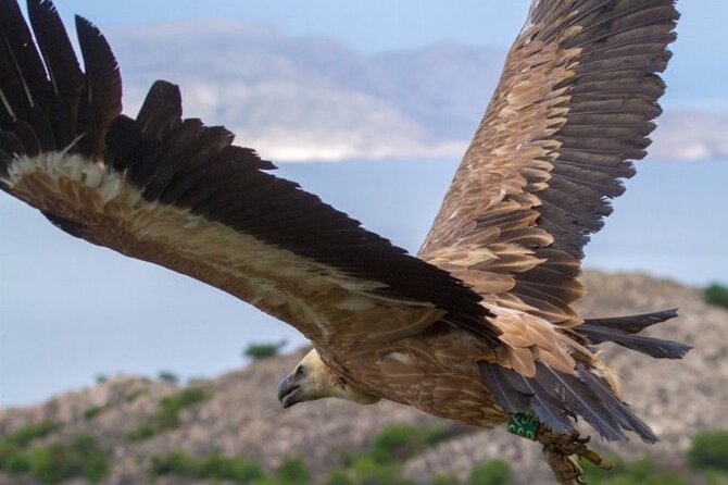 Uninhabited Island Discover Plavnik with a Pirate Ship - The Experience of the Guides and Crew