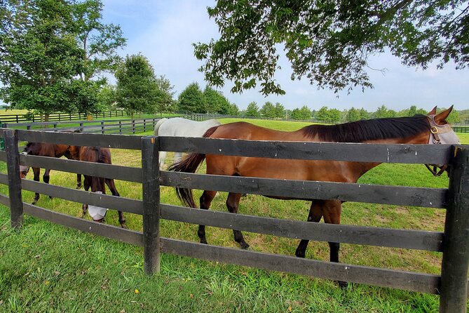 Unique Horse Farm Tours with Insider Access to Private Farms - Accessibility and Suitability for Different Visitors