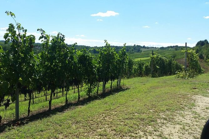 Unique wine tasting at Winery Marchesi Incisa della Rocchetta - Accessibility and Meeting Details for the Tour
