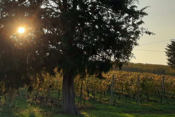 Unique wine tasting at Winery Marchesi Incisa della Rocchetta - What Sets This Tour Apart from Others in Piedmont