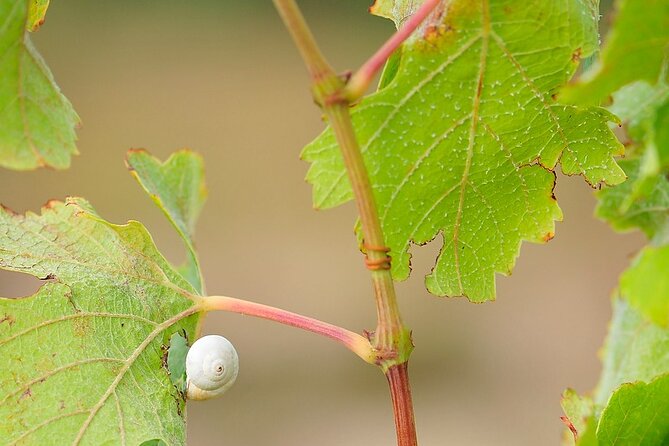 Unique wine tasting of organic Cretan wines - The Tsikoudia Tasting and Estate Insights