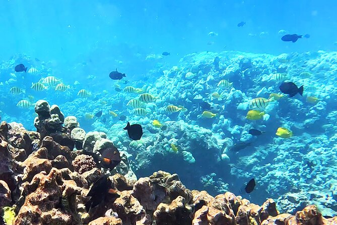 Unlimited Guided Snorkeling Tour for Beginners Plus - Key Points