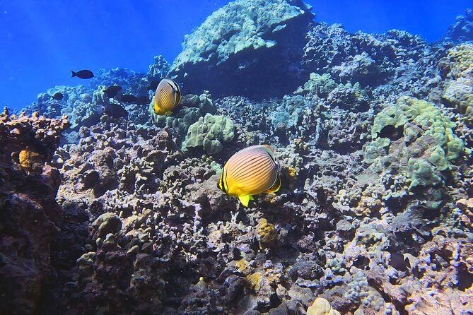 Unlimited Guided Snorkeling Tour for Beginners Plus - What You Receive: Gear and Refreshments