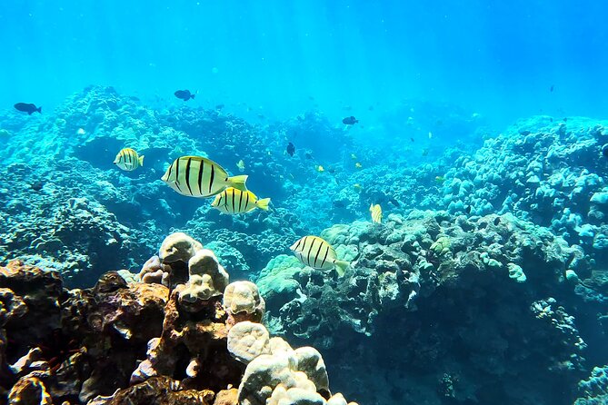 Unlimited Guided Snorkeling Tour for Beginners Plus - Flexibility and Customization in Snorkeling Duration