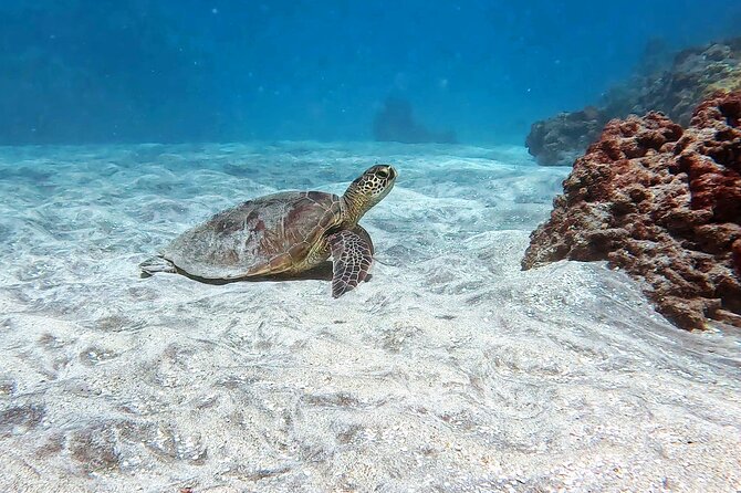 Unlimited Guided Snorkeling Tour for Beginners Plus - The Marine Life Encounters: Turtles, Fish, and Coral