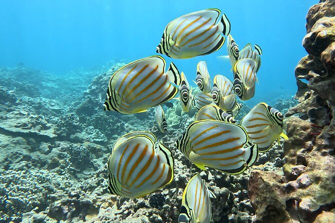 Unlimited Guided Snorkeling Tour for Beginners Plus - Why Choose Gabriel’s Ohana Snorkeling Tour?