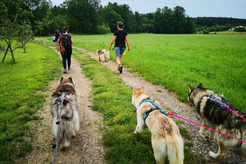 Unterallgäu: Wiedergeltingen Guided Hike with Huskies - Key Points