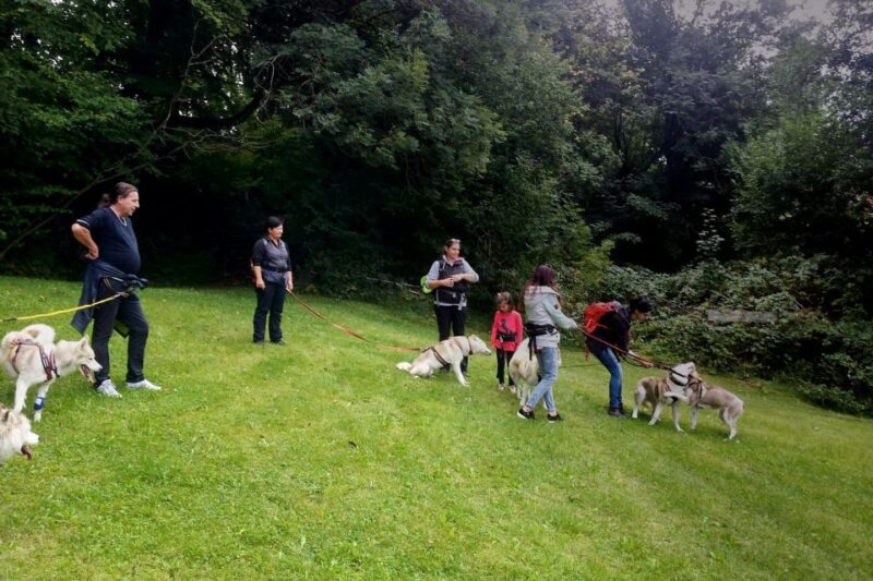 Unterallgäu: Wiedergeltingen Guided Hike with Huskies - Starting Point at Kennel DingoCasabel in Wiedergeltingen