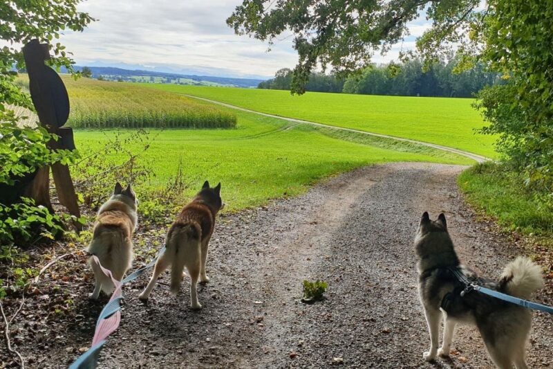 Unterallgäu: Wiedergeltingen Guided Hike with Huskies - The Scenic Highlights of Wiedergeltingen